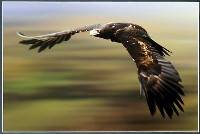 Raptor (Mark Shean) Merit